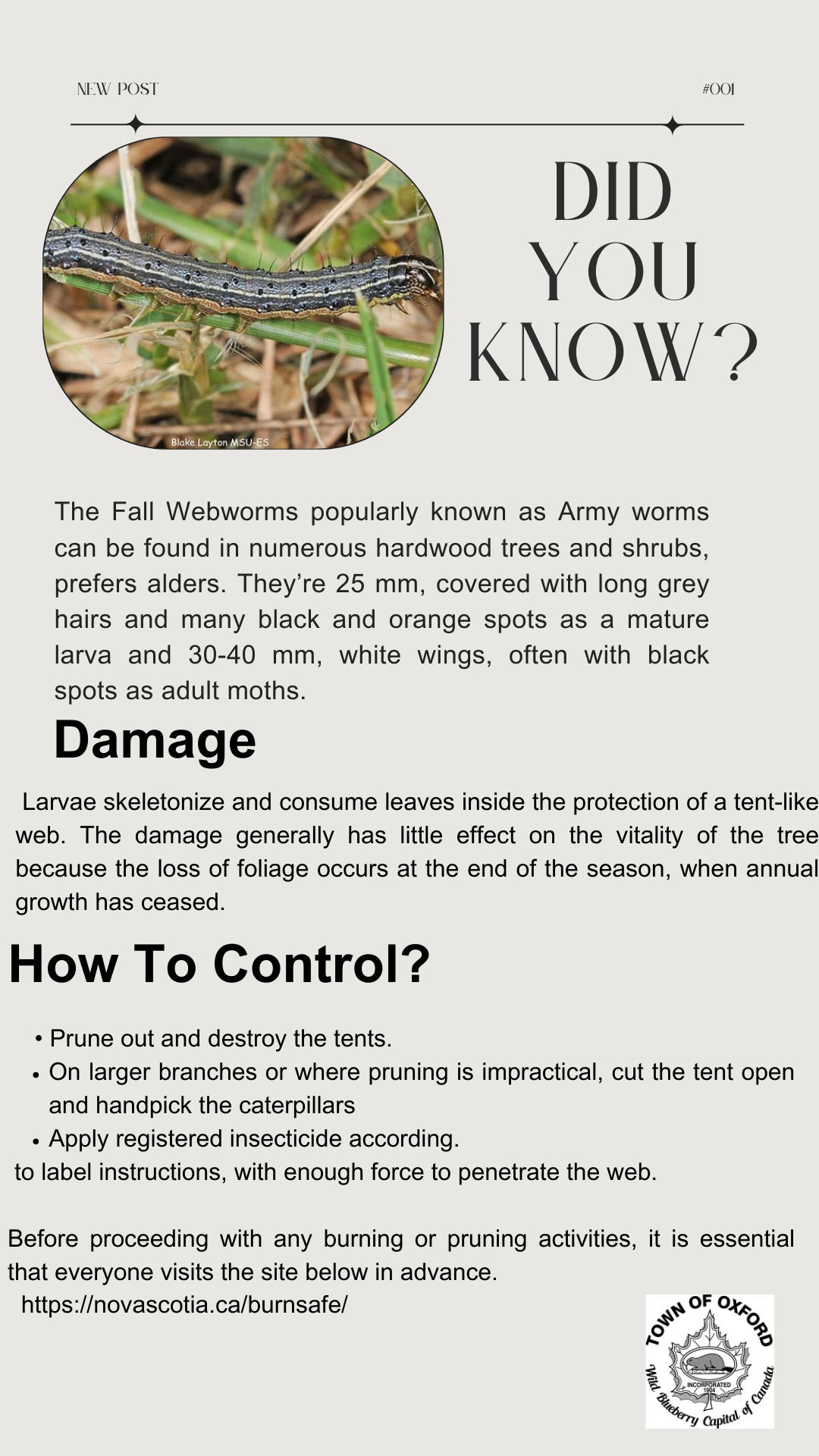 Fall Webworm Did you know